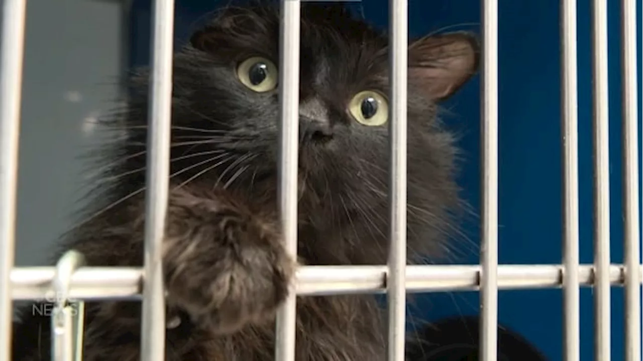 Animal welfare groups in Calgary struggling to keep up with pet surrenders