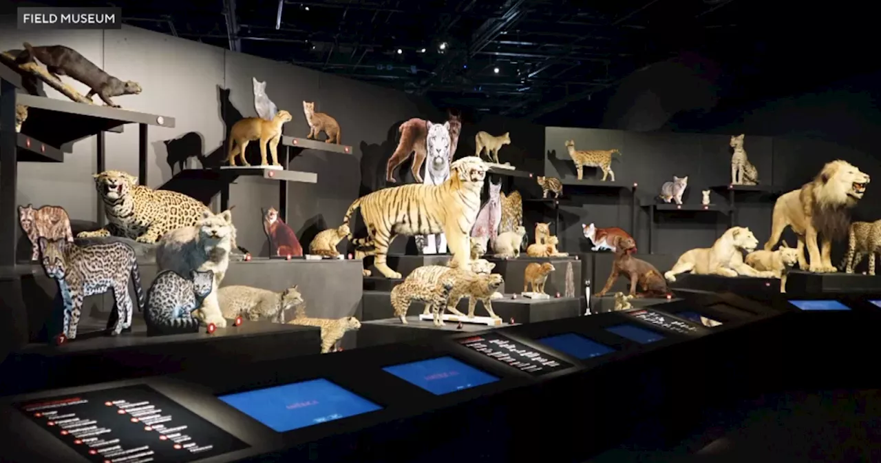 Exhibit on cats, from domestic to wild and ferocious, set to open at Field Museum