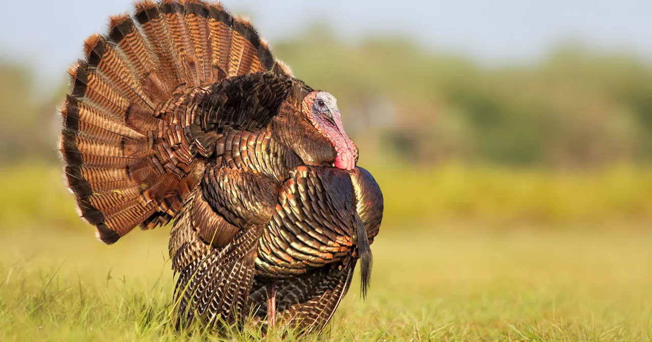 Why Do We Eat Turkey on Thanksgiving?