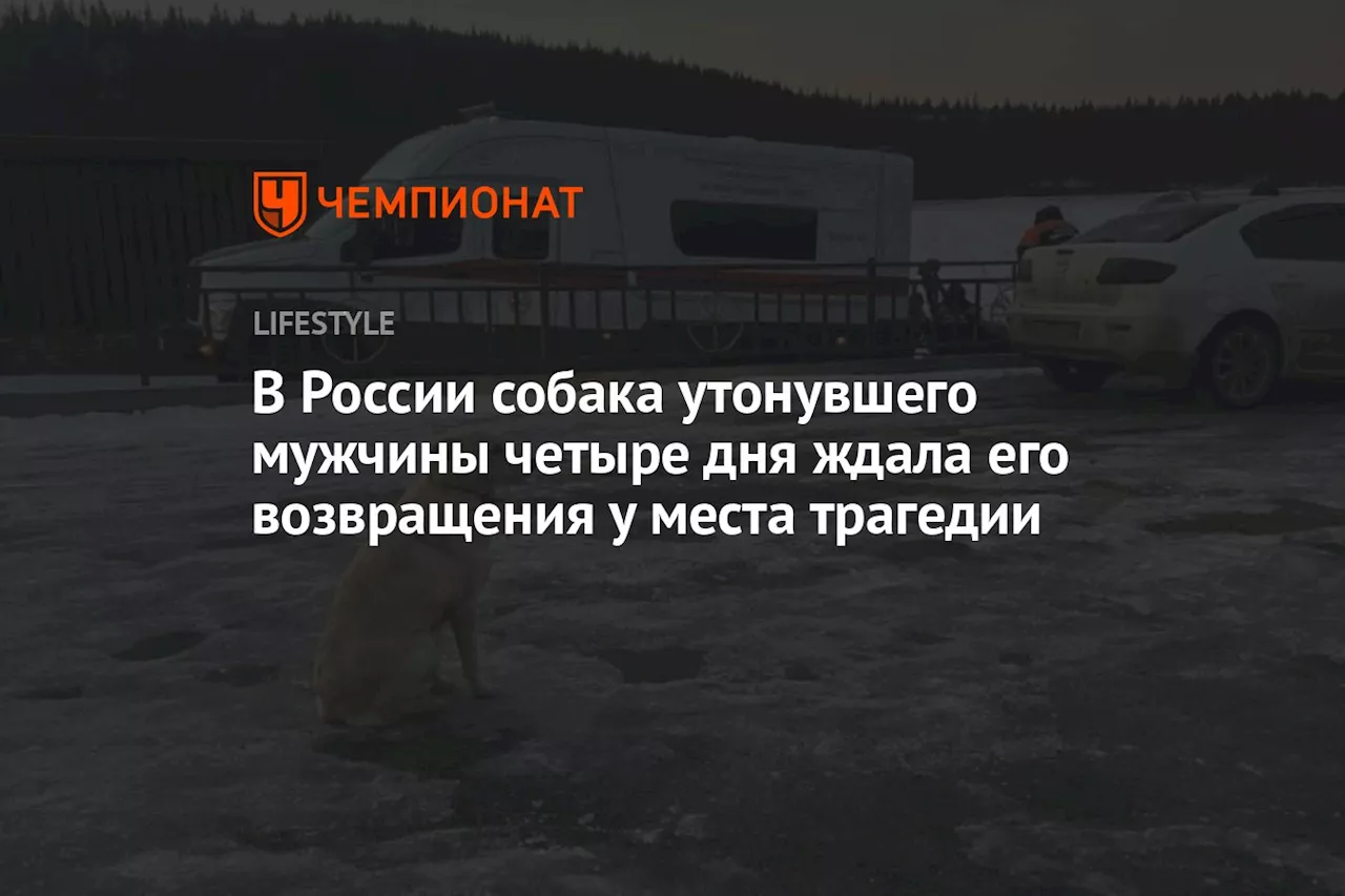 В России собака утонувшего мужчины четыре дня ждала его возвращения у места трагедии