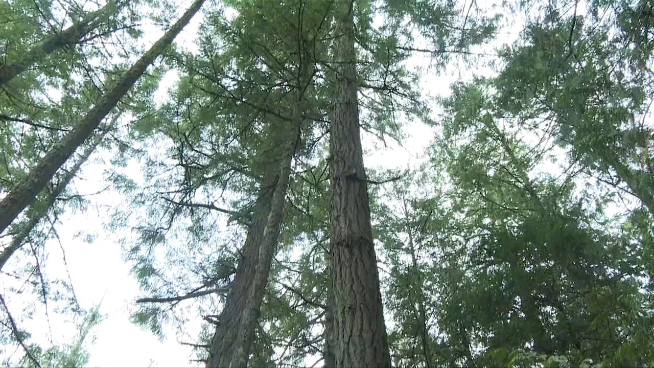 Six hectares of old growth saved through $1.6M purchase in Central Saanich