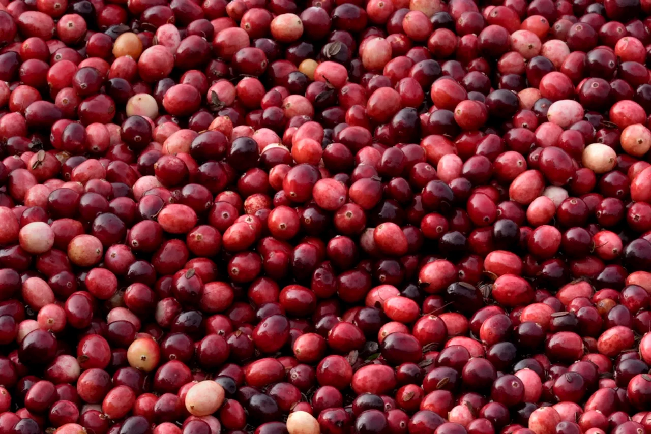 Millions will eat cranberry sauce on Thanksgiving, but where do those cranberries come from?