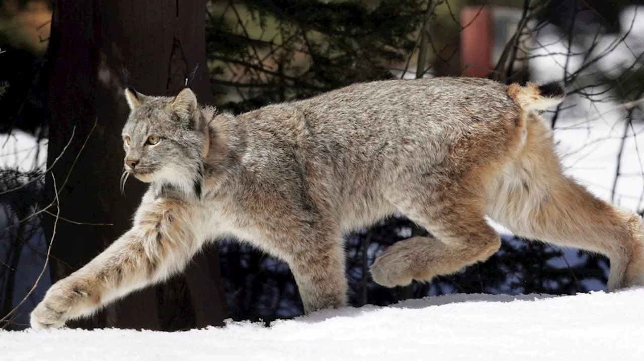 Canada lynx proposed for new habitat protections in U.S. southern Rockies