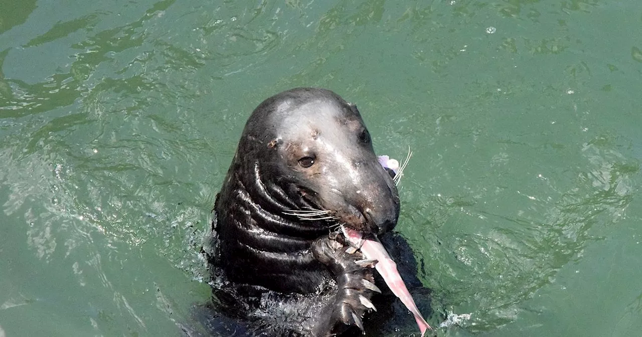 Rescue seal pups tuck in to fish suppers after a seafood firm donates mackerel