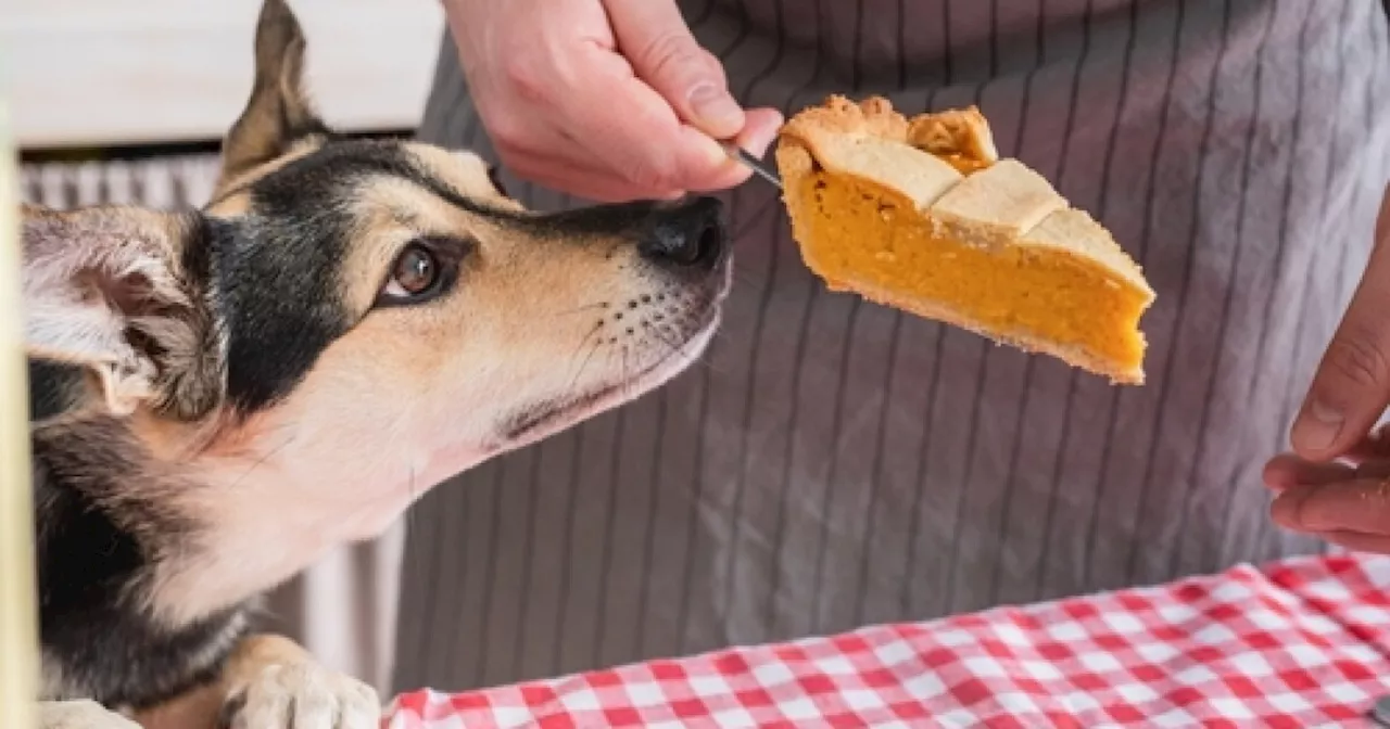 Foods your dog can and can't eat this Thanksgiving holiday