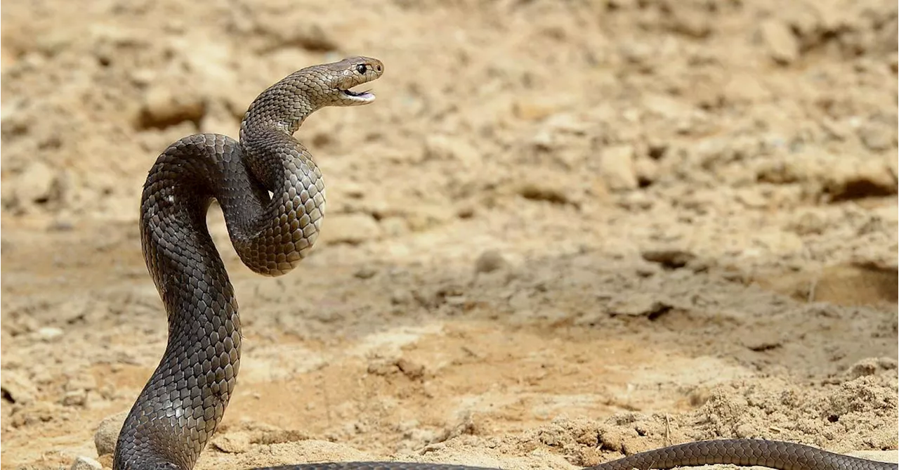 Von wegen Schlangen: Australiens tödlichste Tiere