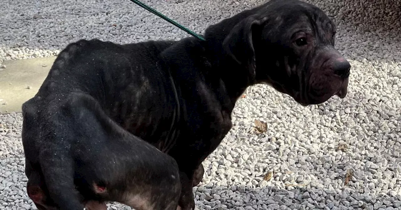 'Gentle' dog starved so badly his bones poked through his skin