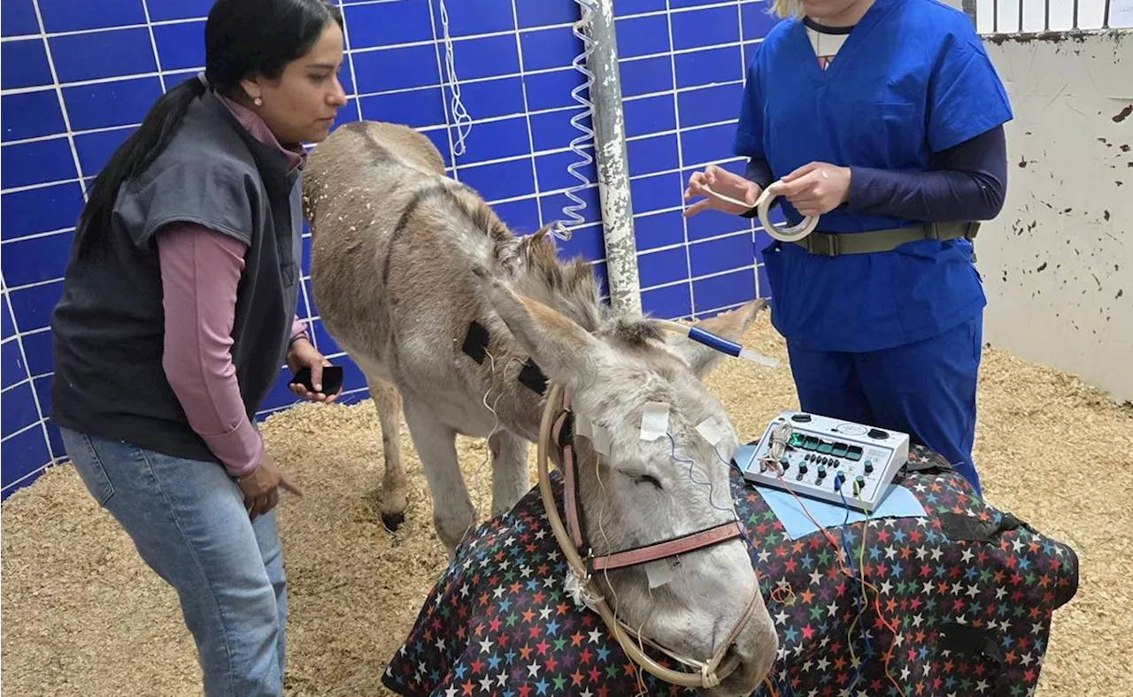 FOTOS: Rescatan al burrito “Sabanero”; recibe acupuntura en hospital de la UNAM