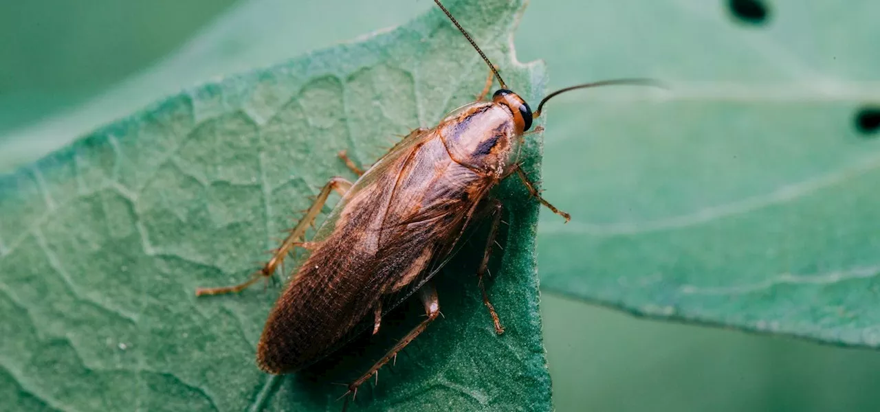 Meet The 3mm Cockroach That Hitches Rides On Bats