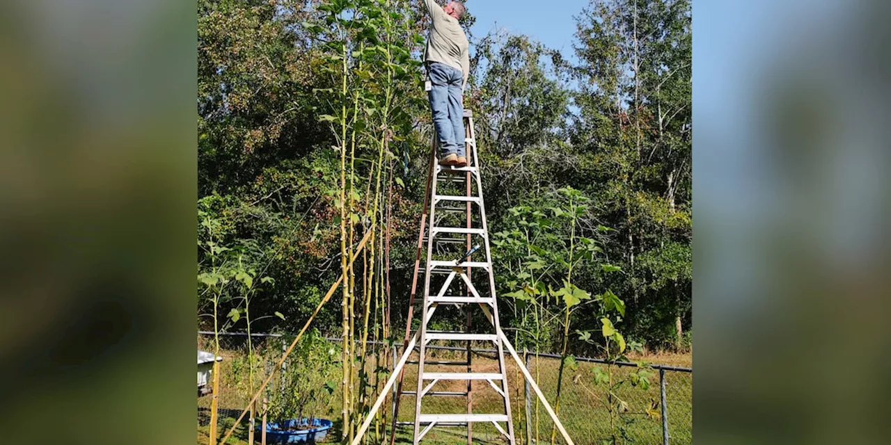 Mobile couple’s okra plant stands over 19 feet tall, could break world record