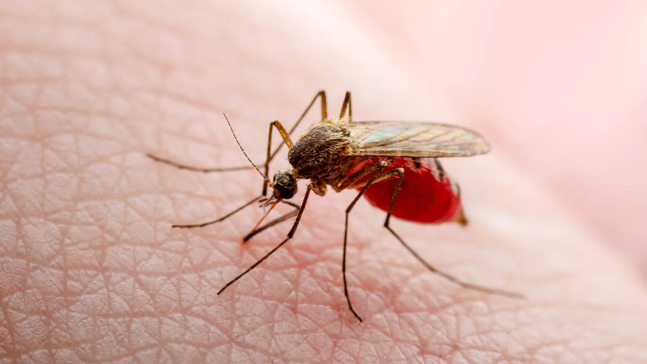 Texas Records First Locally Transmitted Dengue Case in 2024