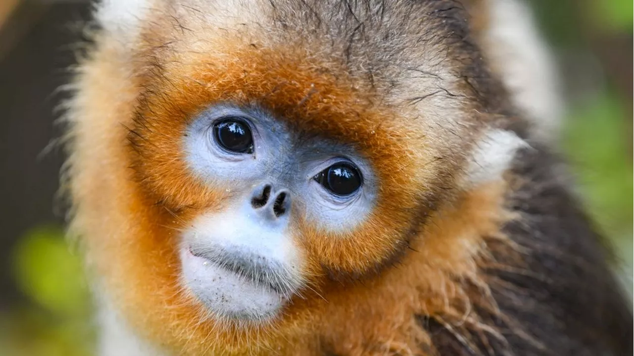 Après les pandas, la Chine va prêter des singes dorés au ZooParc de Beauval