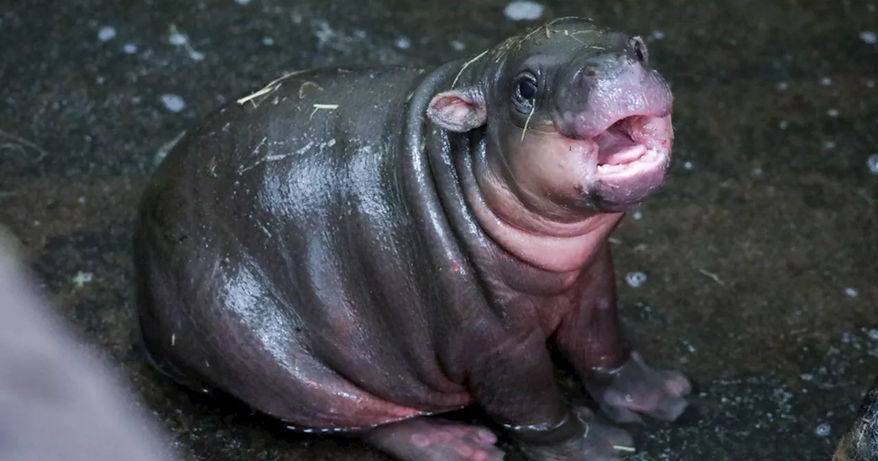 Fans can now see Scotland's own Moo Deng, pygmy hippo Haggis at Edinburgh Zoo