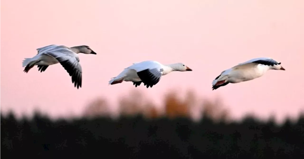 B.C. Teen with Avian Flu Expected to Recover Despite Critical Condition