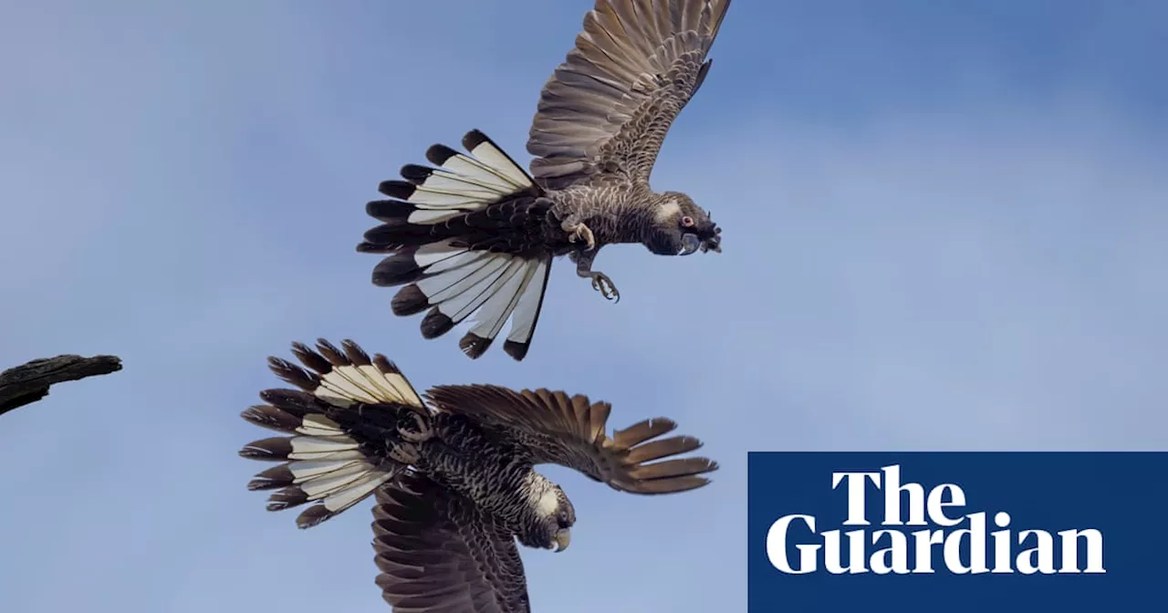 Longest-Lived Carnaby’s Cockatoo Studied for Over 55 Years in Western Australia