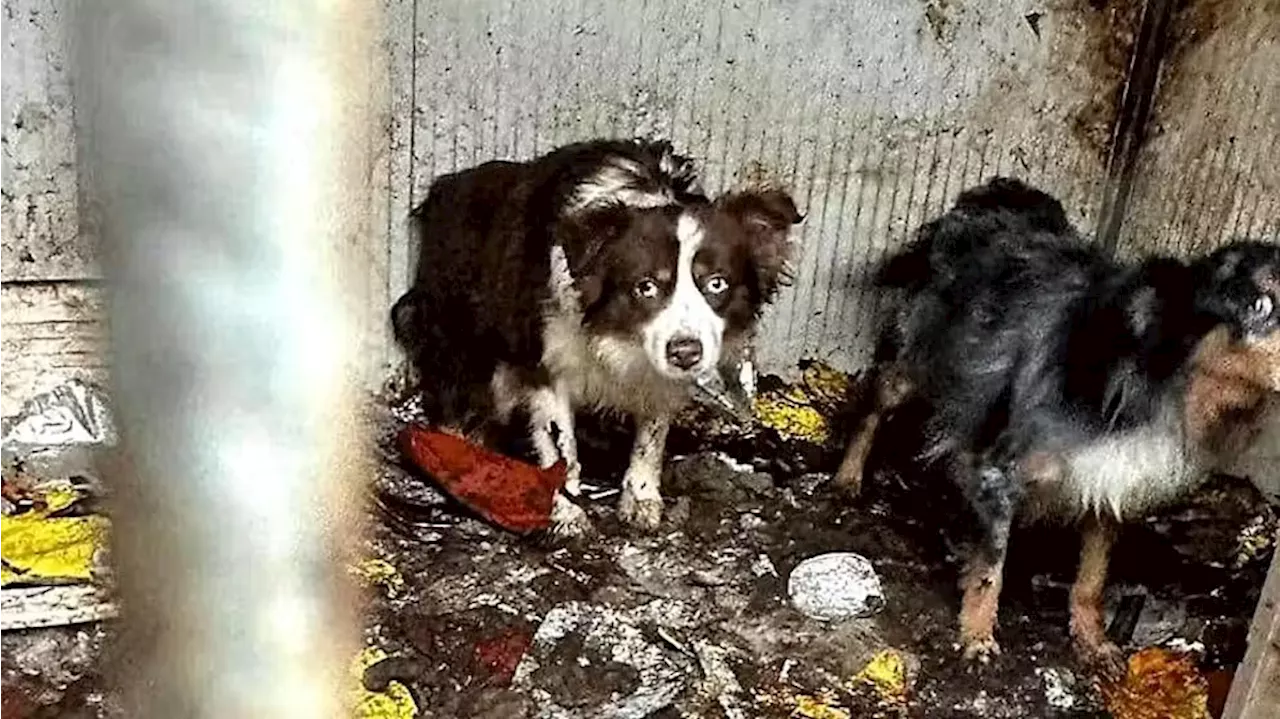 Antrag auf U-Haft abgelehnt - Grazer Tierquälerin wieder auf freiem Fuß