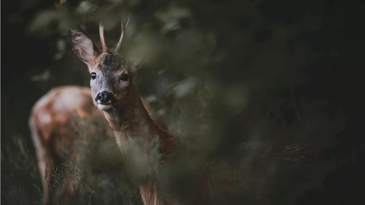 Initiative für ein Bundesjagdgesetz in Österreich: Ende des 'Freizeitvergnügens' und des Schutzes bedrohter Tiere