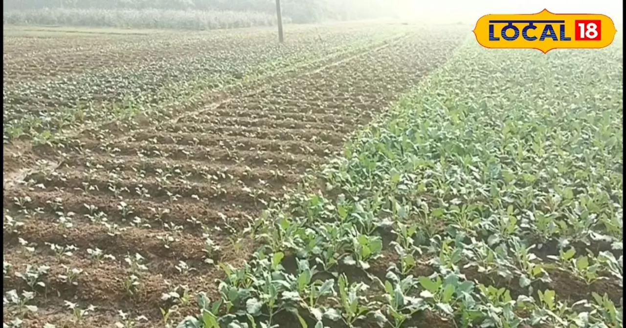 Broccoli Farming: किसान इस विधि से करें ब्रोकली की खेती, बंपर उत्पादन के साथ होगी बल्ले-बल्ले