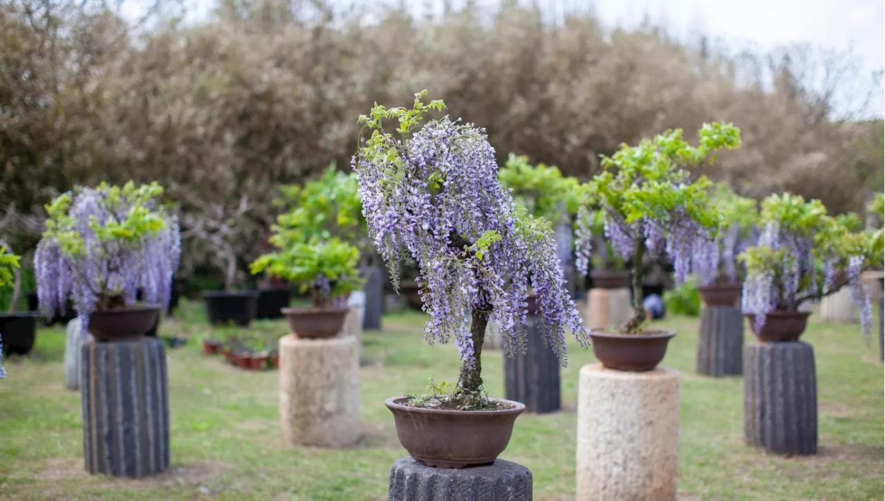 Il bonsai glicine, resistente e dai fiori profumati