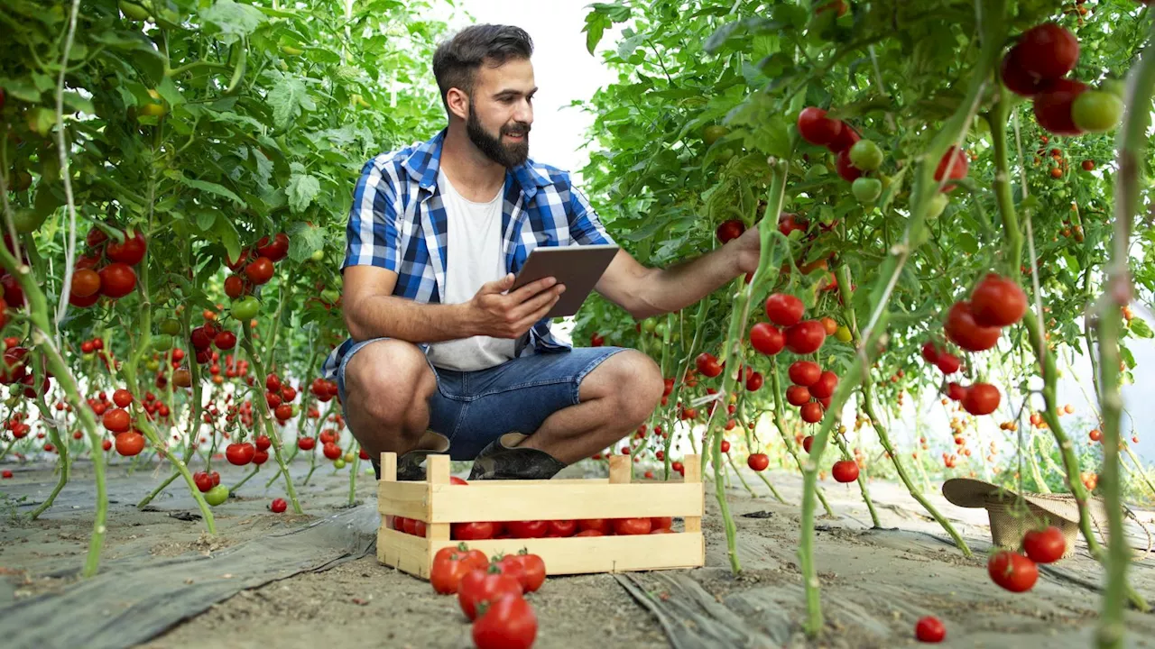 Contracción de la financiación en agrifoodtech en España en 2024