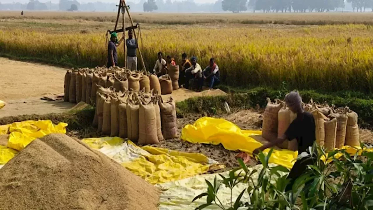 Paddy Price: किसानों को कितना मिल रहा धान का रेट? बाजार और सरकार की कीमत में जमीन-आसमान का अंतर, देखें लिस्ट