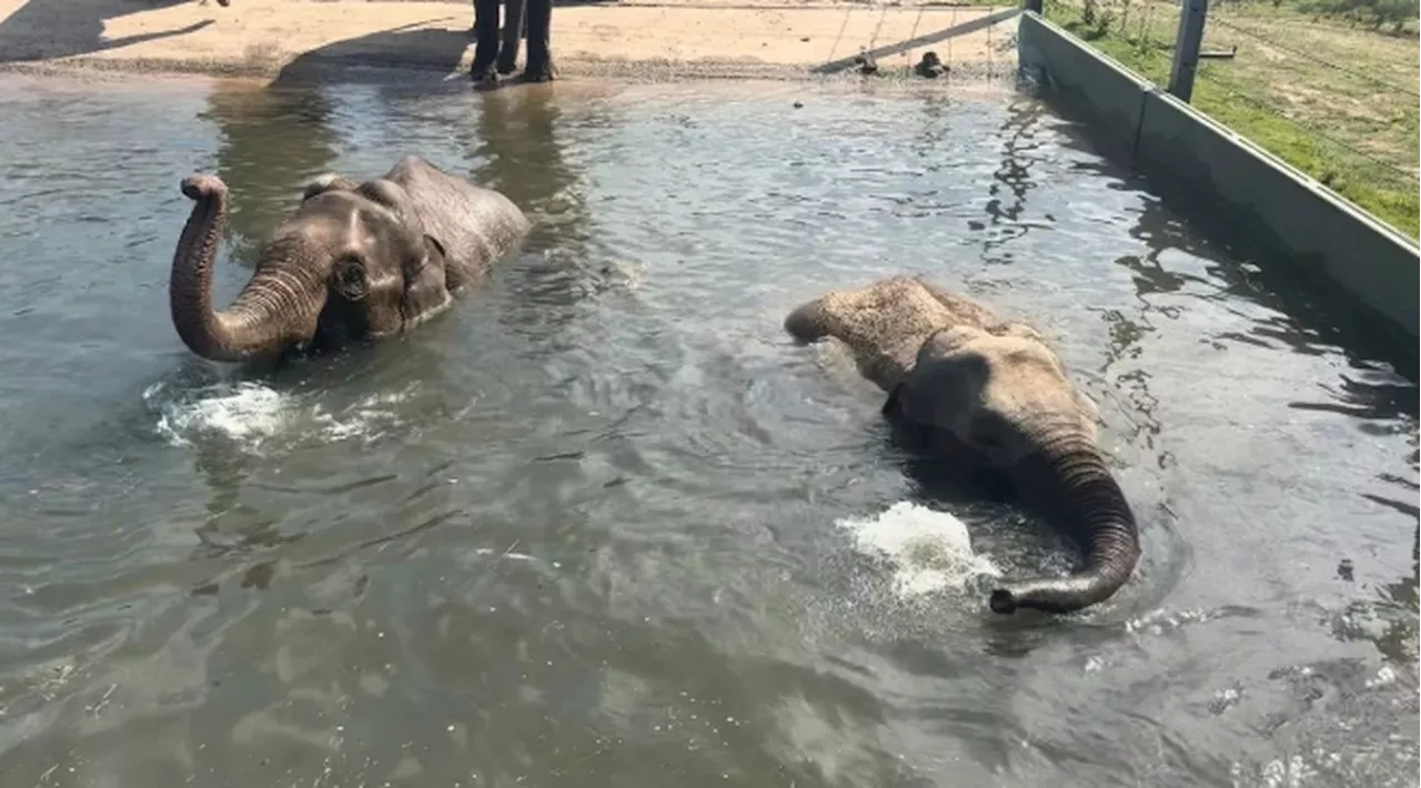 Dois elefantes bebês, de espécie ameaçada de extinção, morrem em zoológico britânico