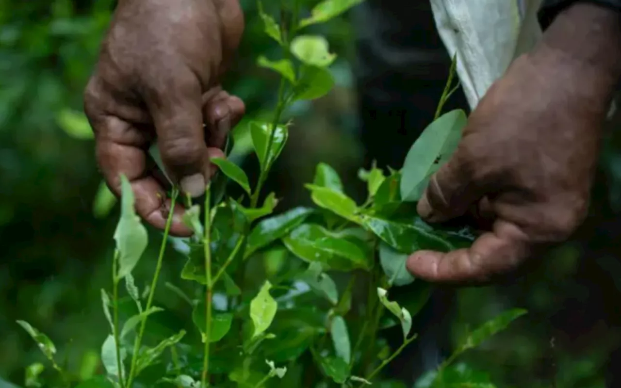 Colômbia anuncia apreensão de 225 toneladas de cocaína em operação internacional