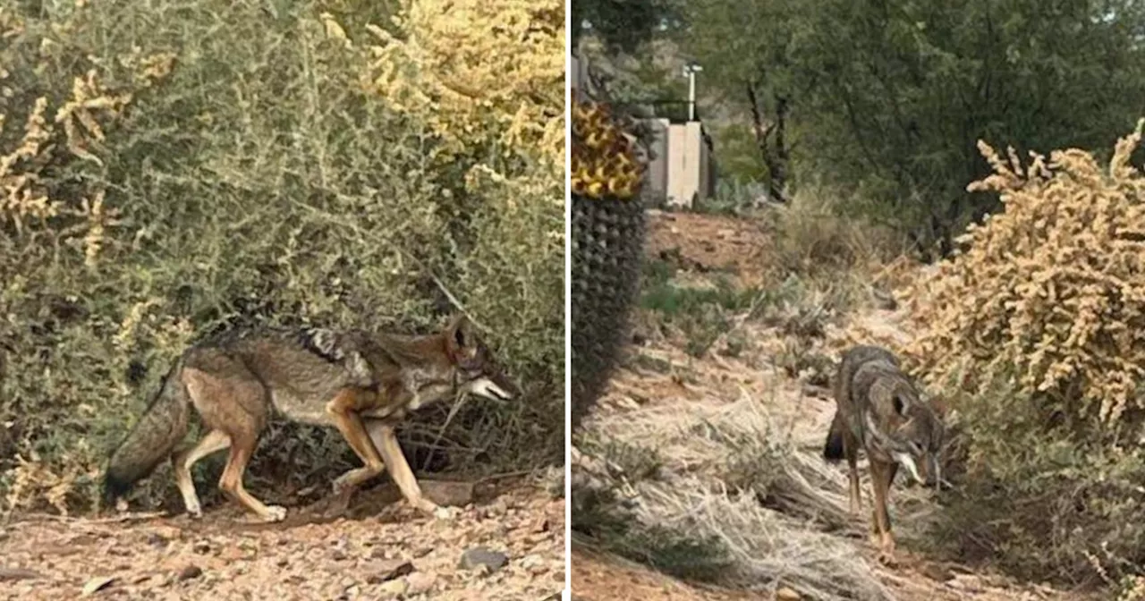 Man bitten by possible rabid coyote in Saddlebrooke area