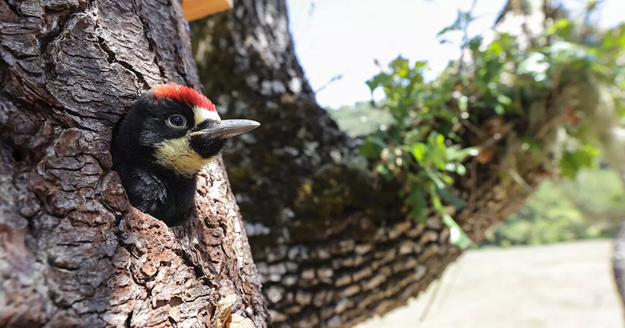 NATURE: Woodpeckers: The Hole Story