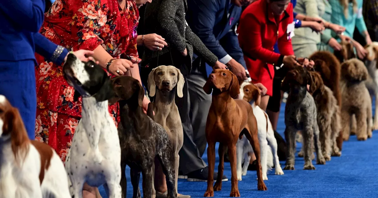 The National Dog Show explained: How a dog contest became a Thanksgiving tradition