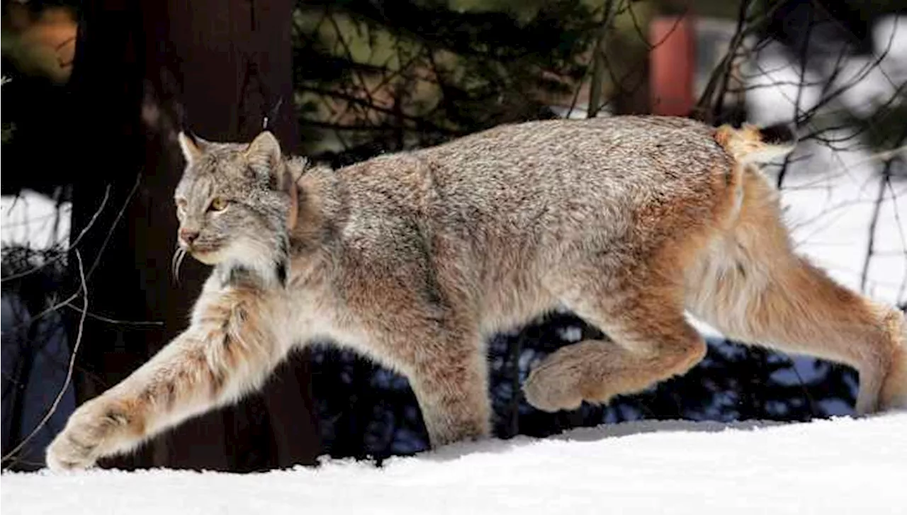 Canada lynx proposed for new habitat protections in US southern Rockies