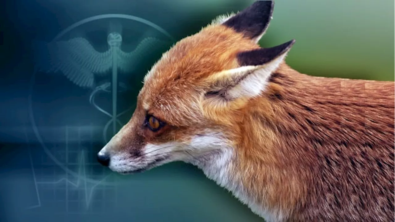 Fox tests positive for rabies in Comal County