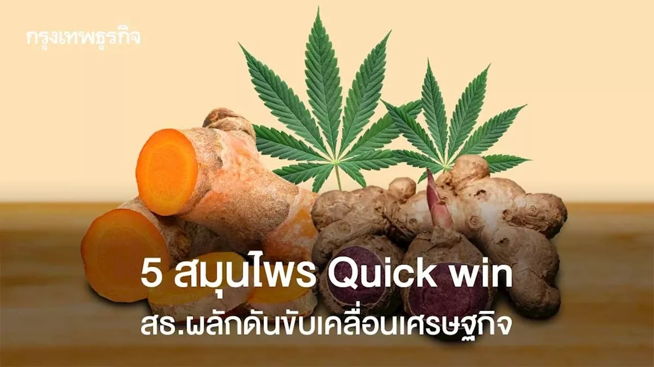 ชง 'กัญชากัญชง' เป็นสมุนไพร Quick Win - ดันสู่ New S-Curve เดินหน้าอุตฯกัญชง