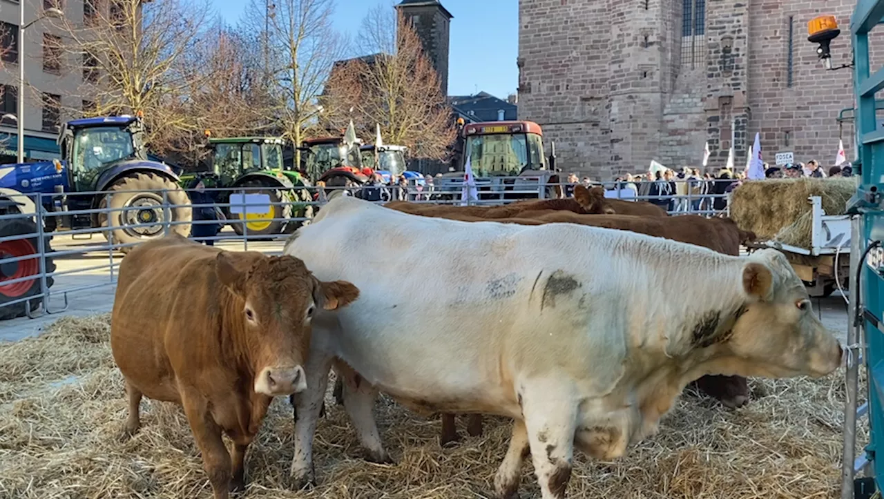 Éleveurs d'Aveyron Organisent une Transhumance Urbaine pour Alarmer sur les Problèmes Non Résolus