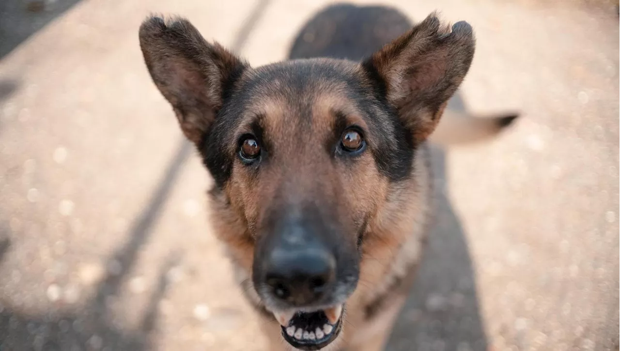 Come fanno i cani smarriti a ritrovare la strada di casa? Ecco cosa dice la scienza