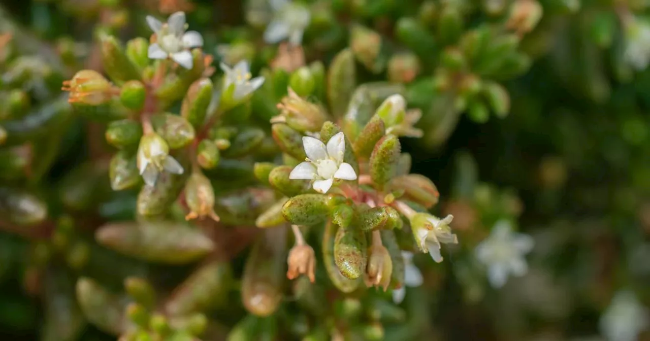 Si cette plante se trouve dans votre jardin, vous risquez 150.000 euros d’amende