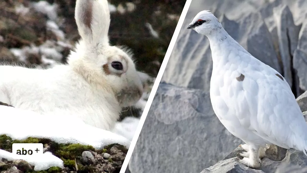 «Nicht notwendige Einschränkung»: Urner Regierung will Jagd auf Schneehühner und Schneehasen nicht verbieten