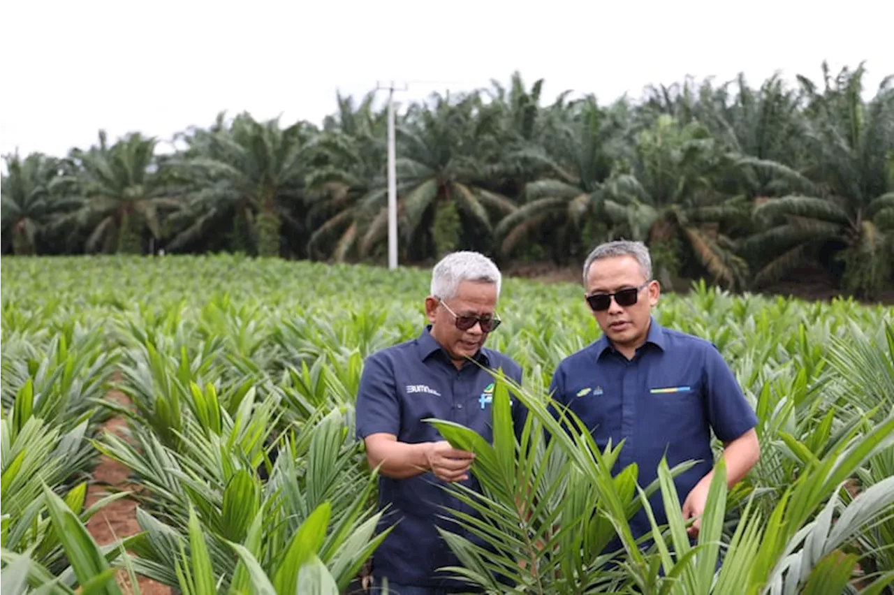 Dukung Swasembada Pangan, PTPN Inisiasi Program PSR Intercropping Padi