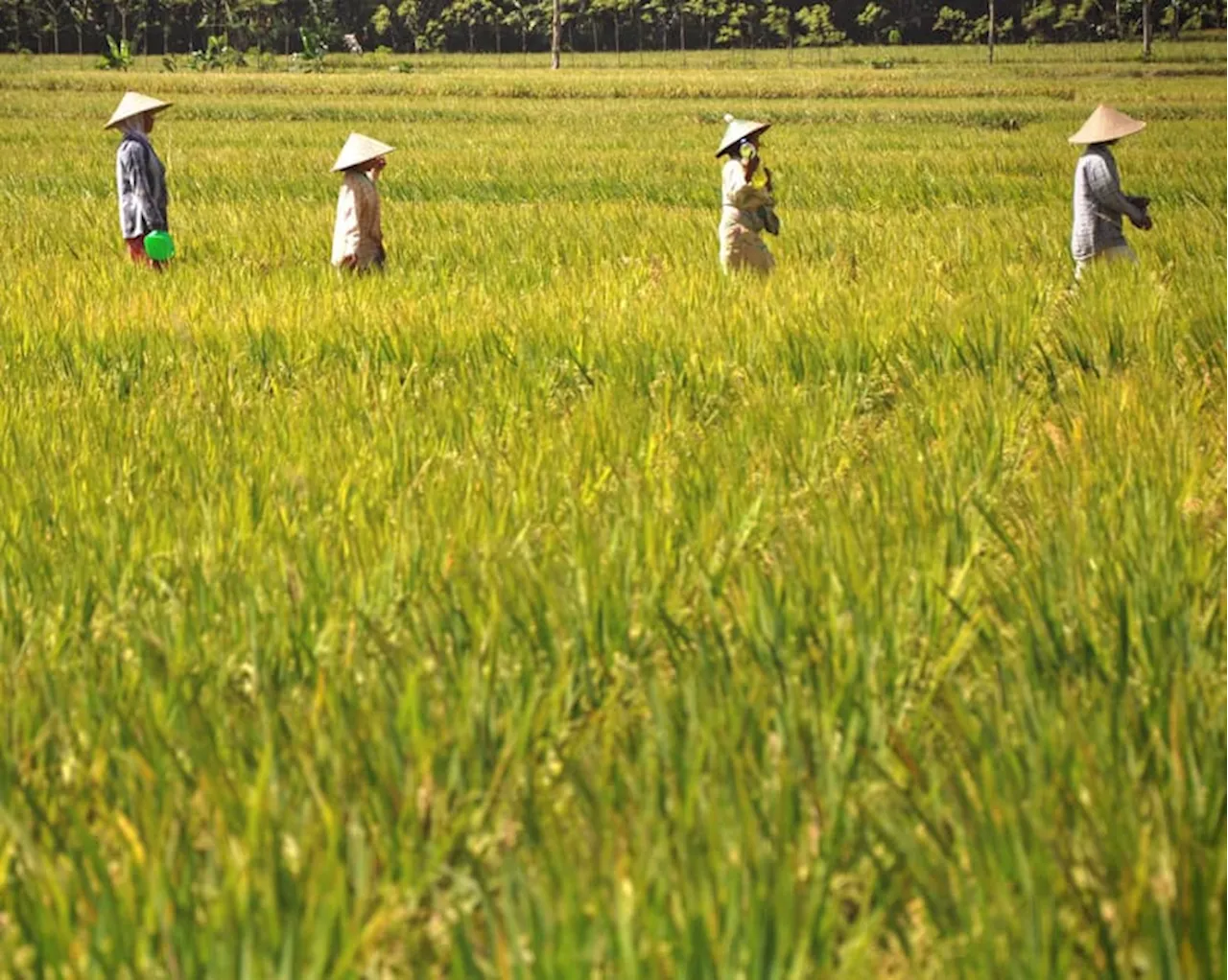 Setop Impor Beras, Produksi dan Indeks Pertanaman Perlu Ditingkatkan