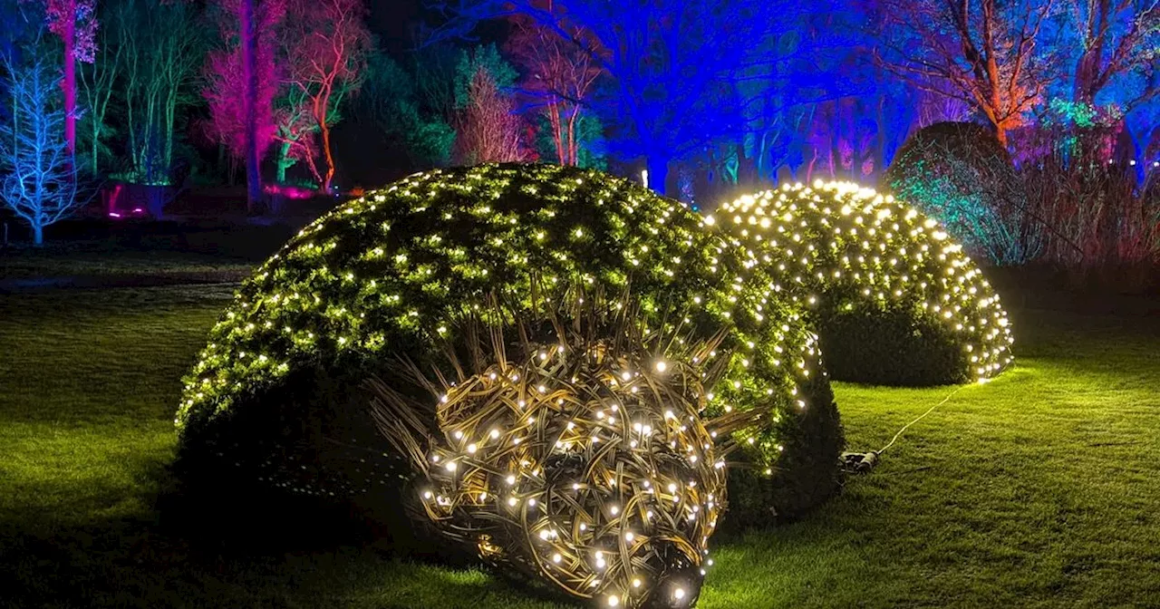 Glow event brings sparkle to RHS Bridgewater Gardens