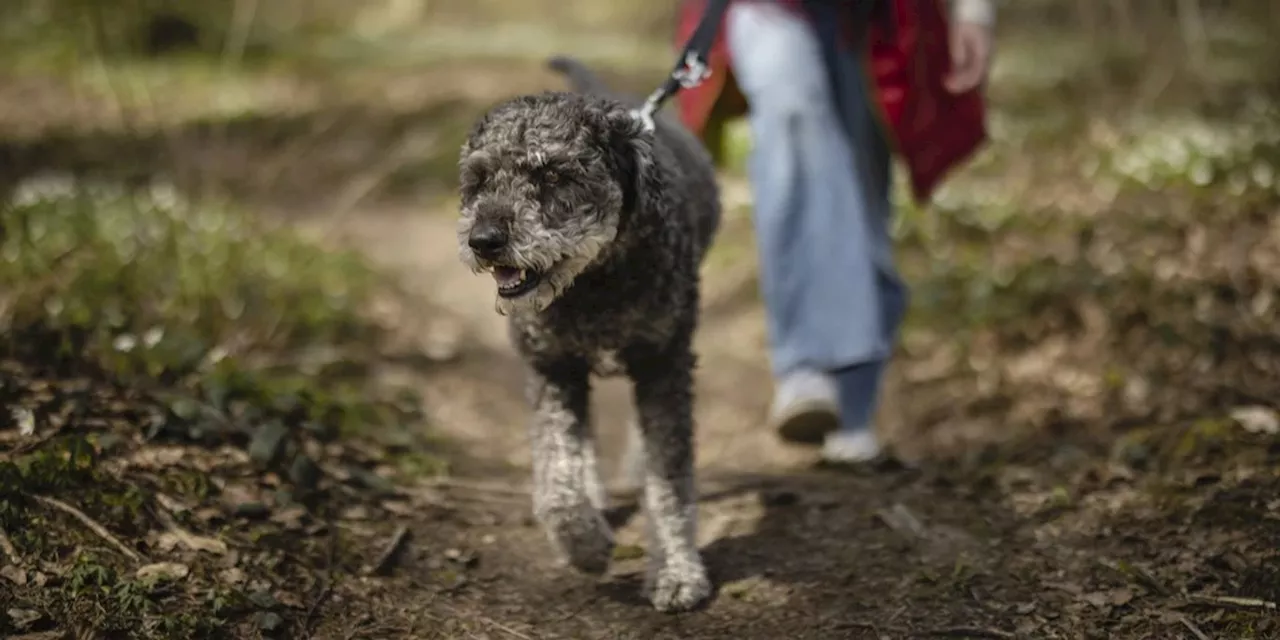 Zürich: Gemeinderat senkt Hundesteuer um 20 Franken auf 140 Franken