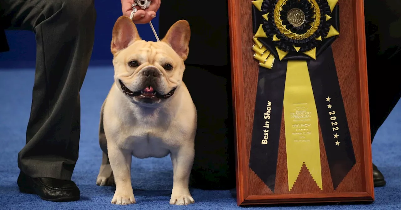 The National Dog Show 2024: How to watch, what time it starts, channel and more