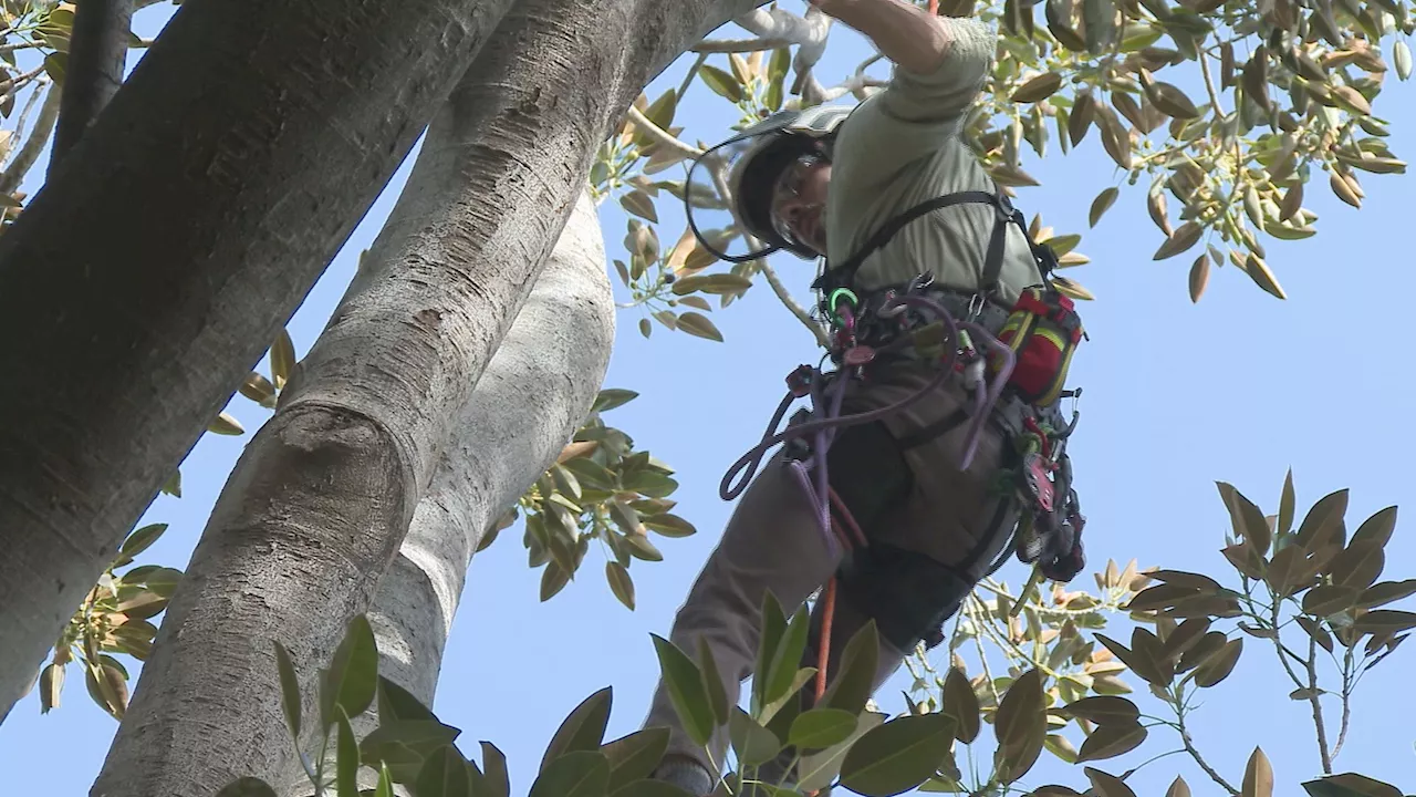 Tree climber helps San Diego Zoo reach world-class status for its plants and trees