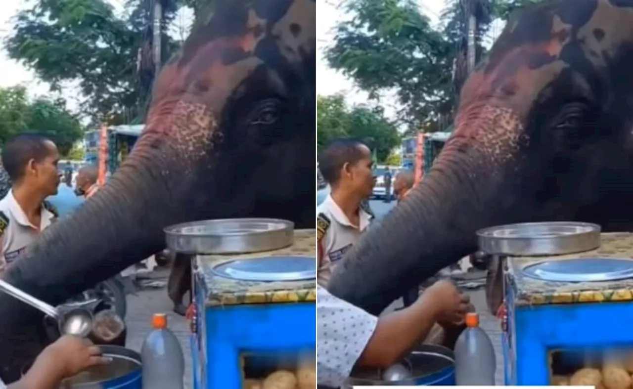 Elephants eat Panipuri: A Viral Video Shows a Cute Elephant Enjoying Street Food