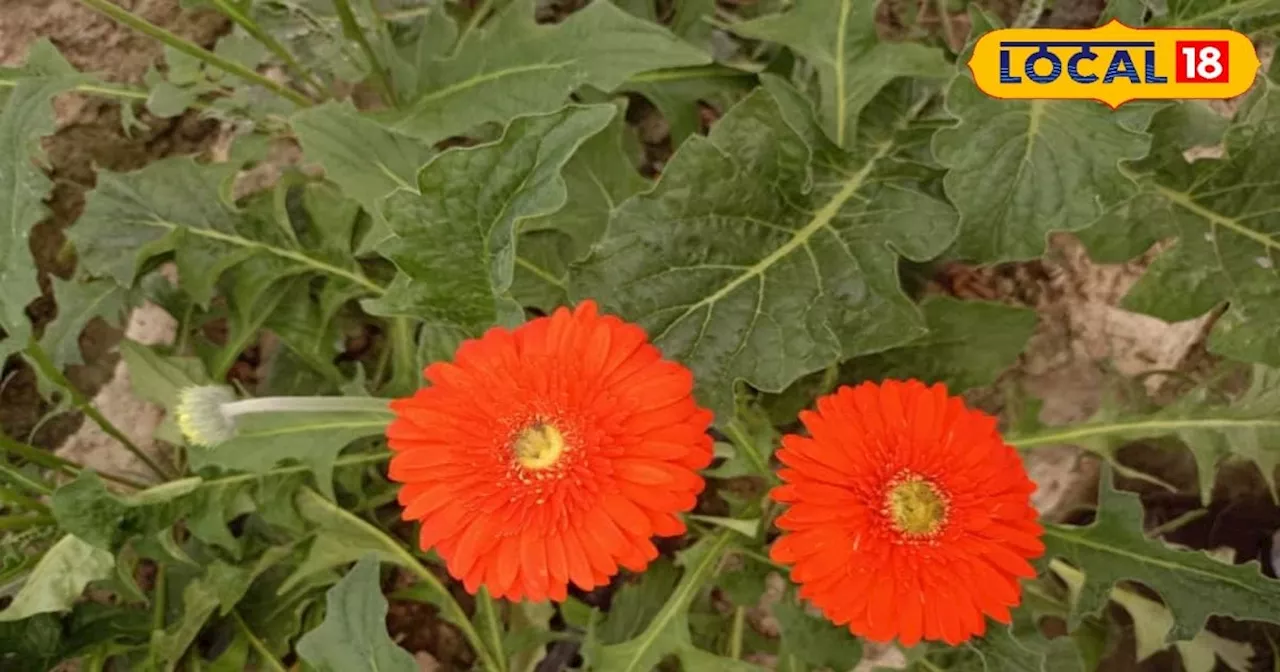 Flower farming Tips: सर्दियों में इस तरह रखें फूलों का ध्यान, पौधें रहेंगे हरे-भरे!