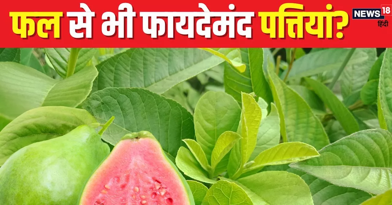 Guava leaves benefits: अमरूद का फल ही नहीं, पत्तियां भी हैं सेहत से भरपूर, दवा की तरह करती हैं काम, जानें इ...