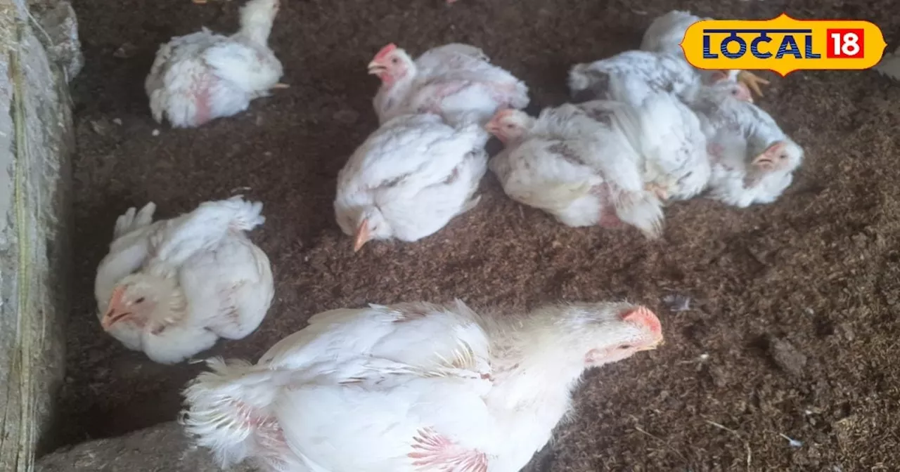 Poultry Farming: कम लागत में शुरू करें मुर्गीपालन, 45 दिन में होगी लाखों की कमाई