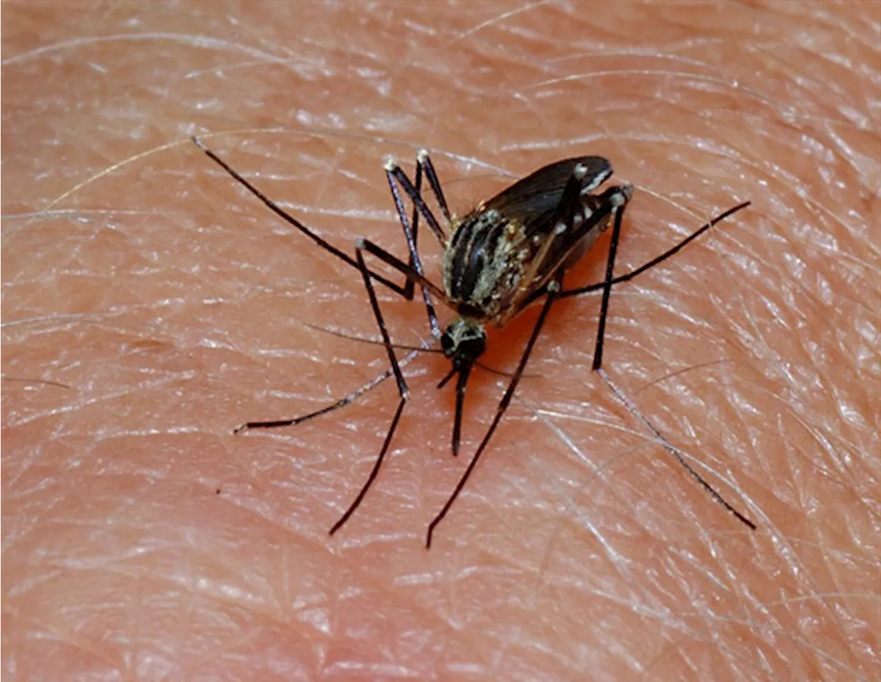 Scientists develop method to study malaria's sticky proteins