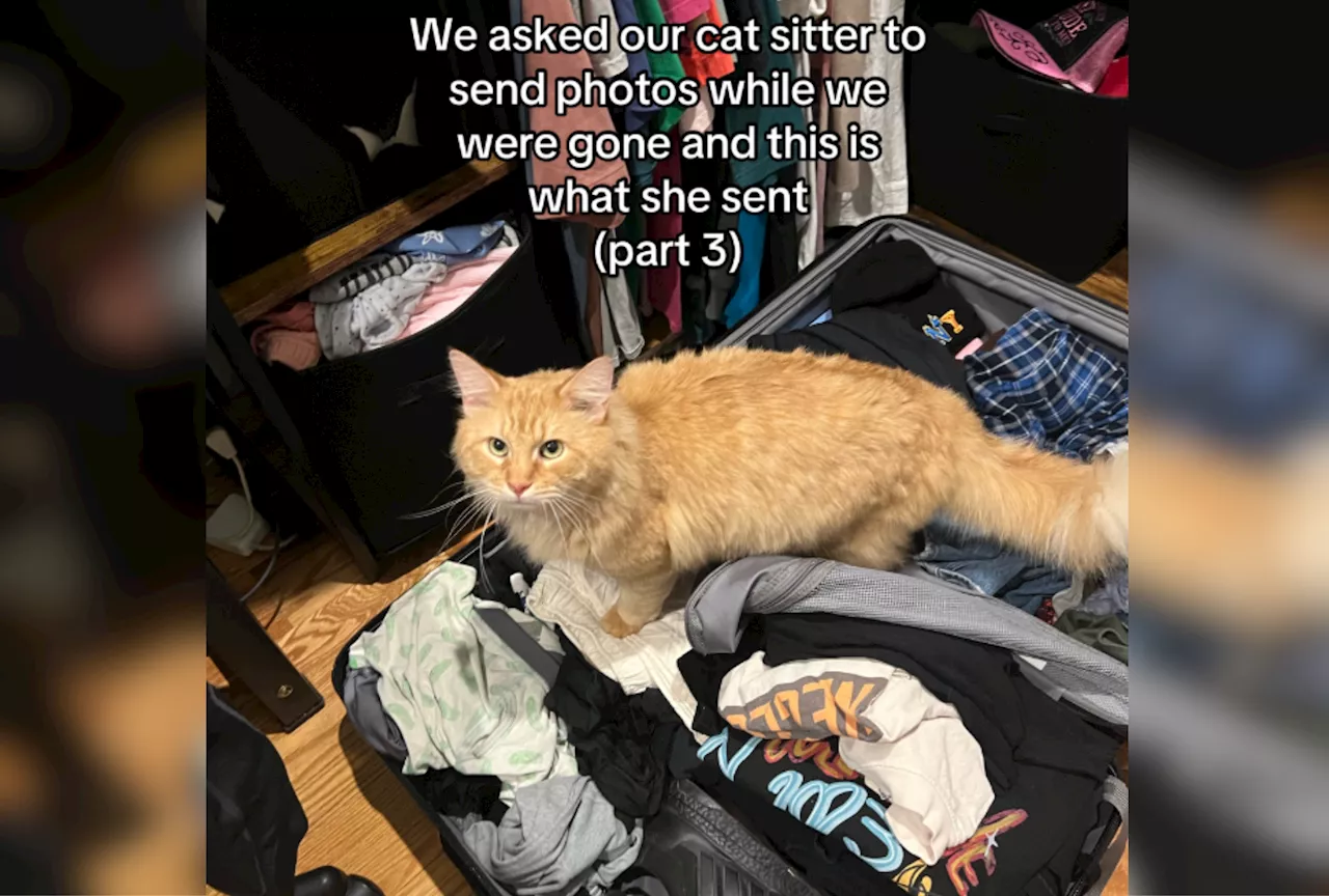 Cat Sitter Sends Pics to Owner While She's Away—Not Quite What She Expected