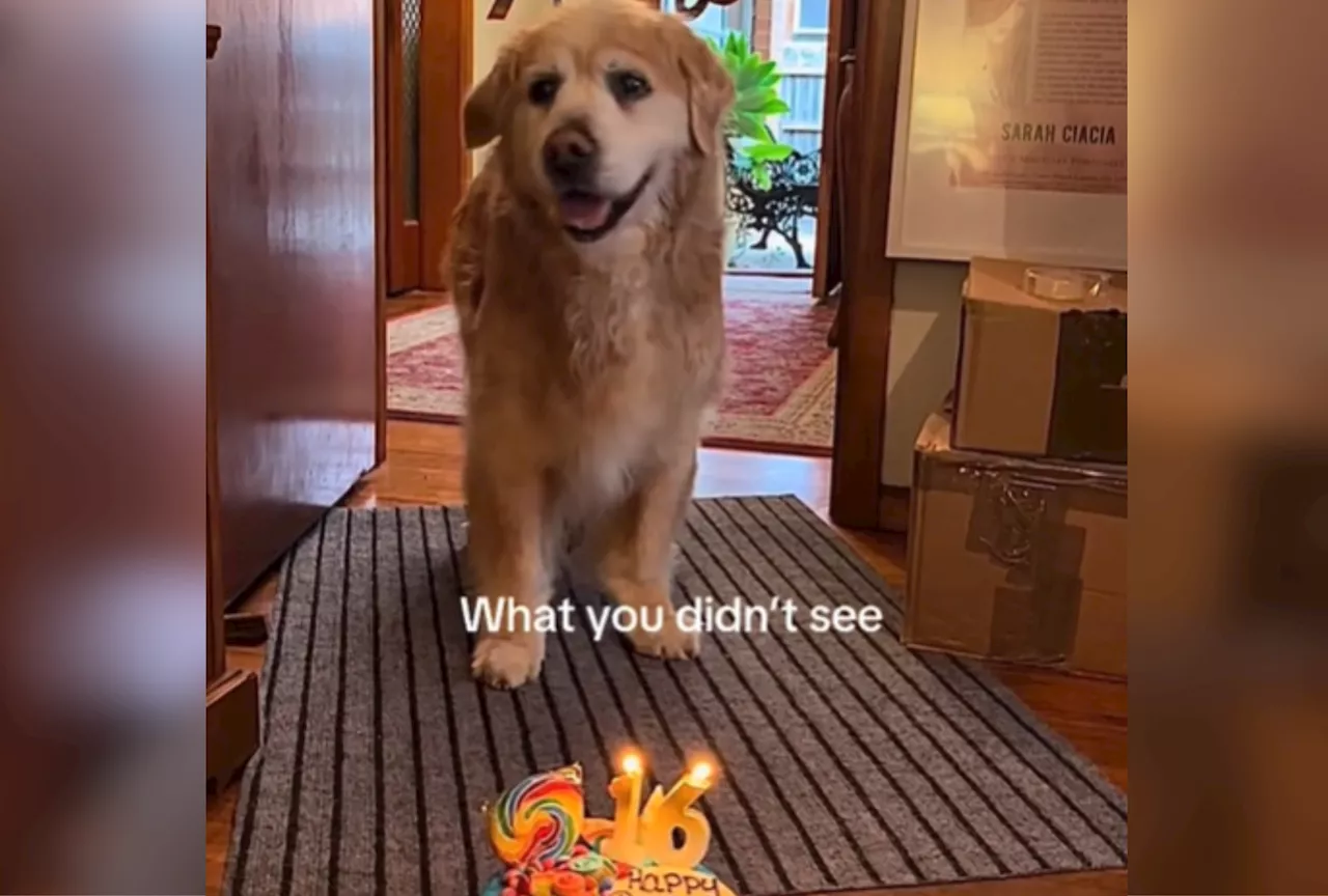 Golden Retriever Sets Fur on Fire at 16th Birthday Party